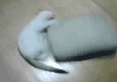 psb.gif
