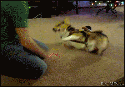 1.gif