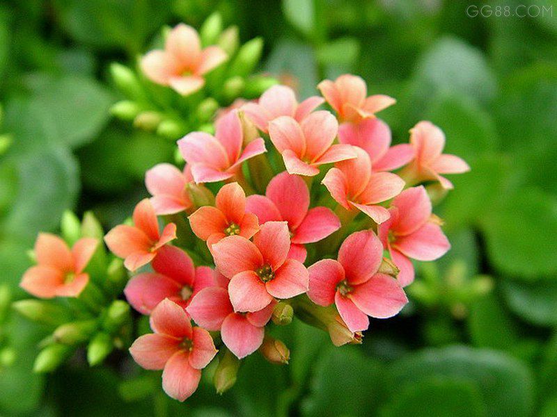 20034924402965737.jpg 20034924402965737.jpg