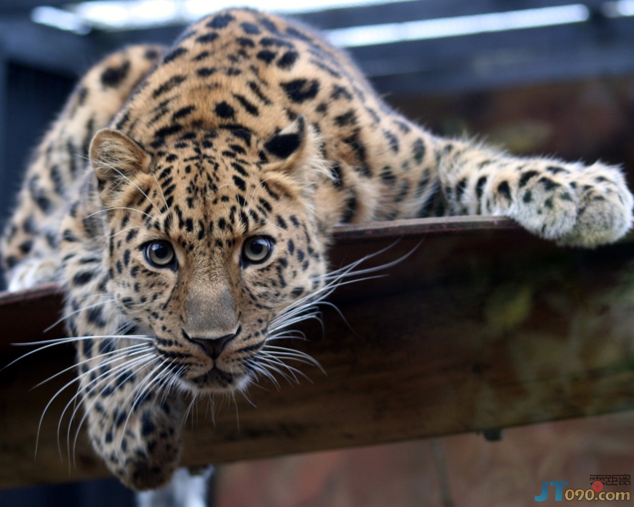 3de7_20080609-leopard.jpg