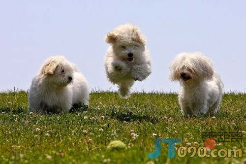 pet-2-500x333.jpg