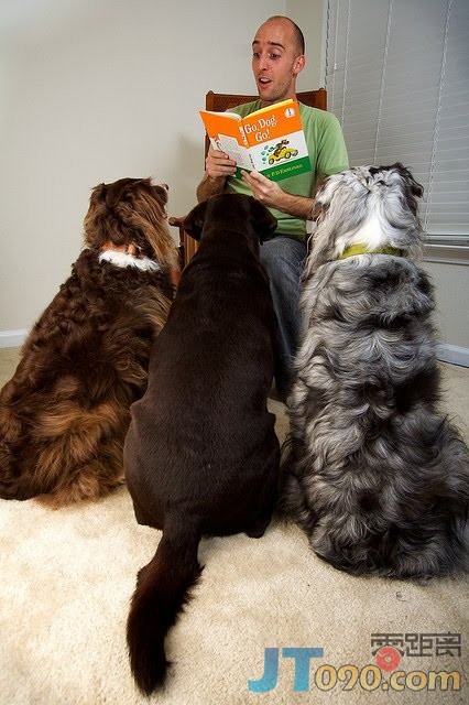 pet-4.jpg