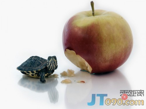 pet-7-500x375.jpg