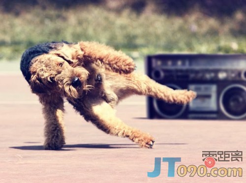 pet-8-500x372.jpg