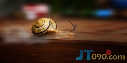pet-9-500x247.jpg