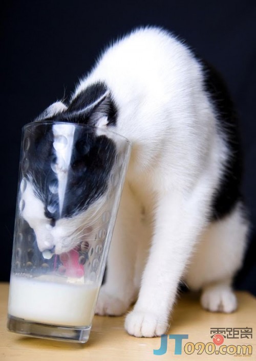 pet-17-500x706.jpg