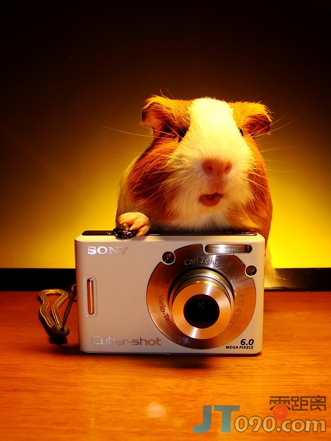 pet-19.jpg