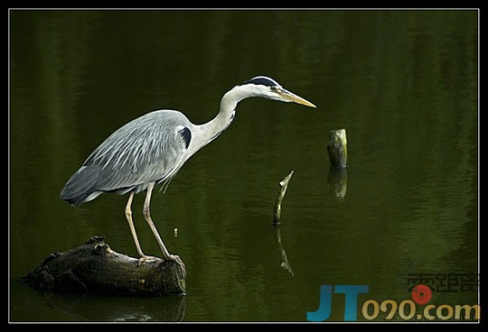 0a28_236-birds.jpg