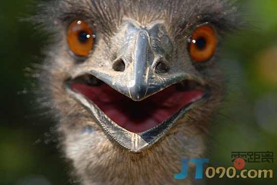 1f45_217-birds.jpg