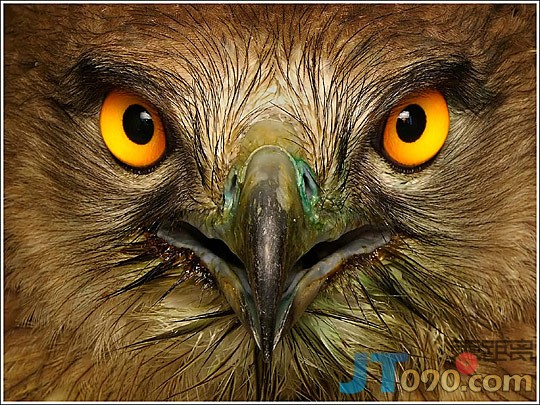 1fcb_216-birds.jpg