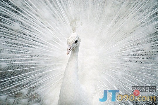 1fd7_234-birds.jpg