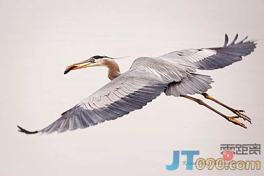 2e2b_231-birds.jpg