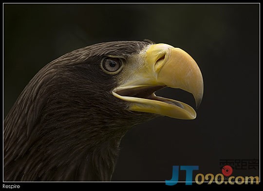 3edf_235-birds.jpg