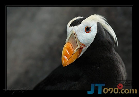 3f06_238-birds.jpg