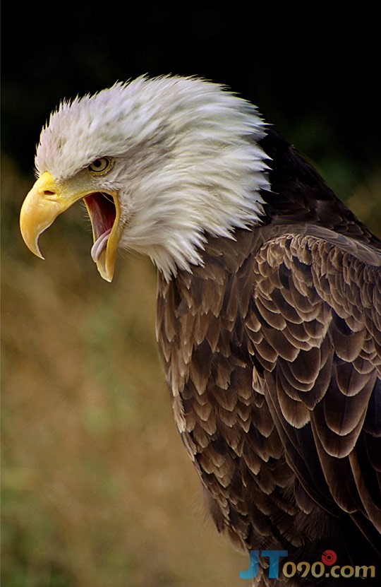 4c9e_223-birds.jpg