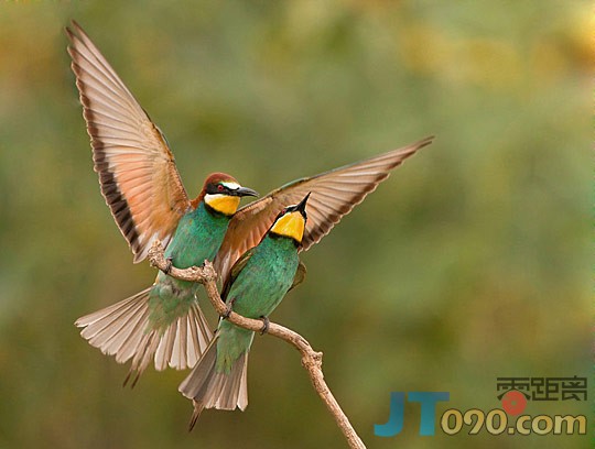 6bd1_201-birds.jpg