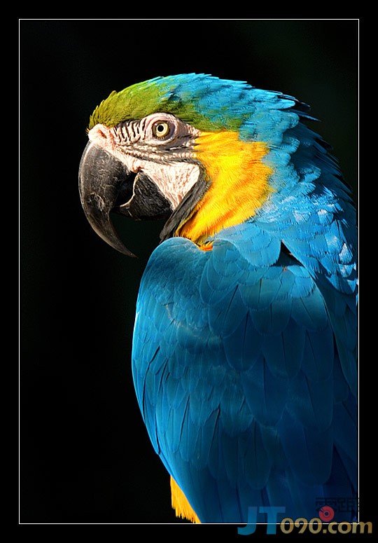 8c72_232-birds.jpg