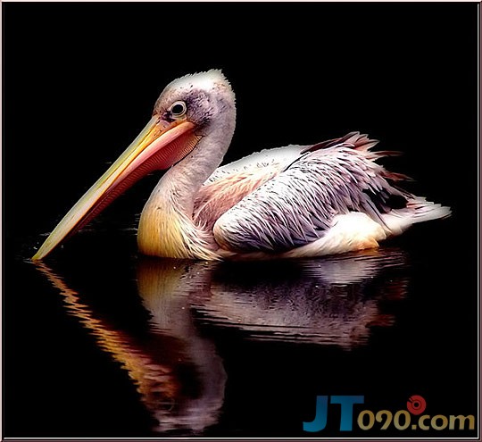 13eb_225-birds.jpg
