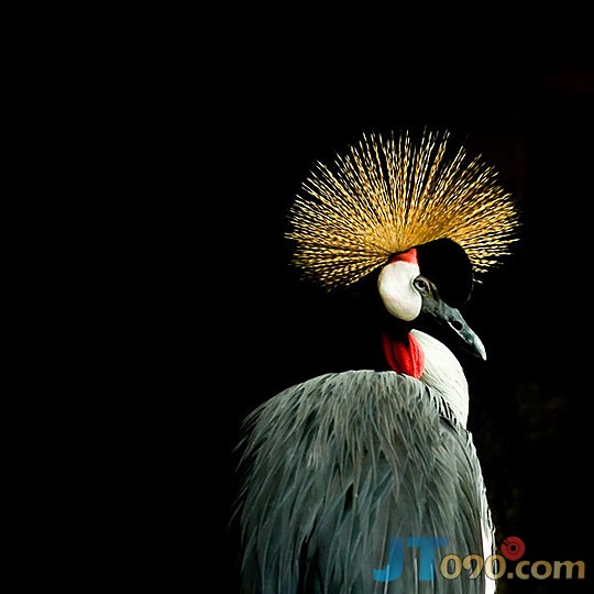 30d0_233-birds.jpg
