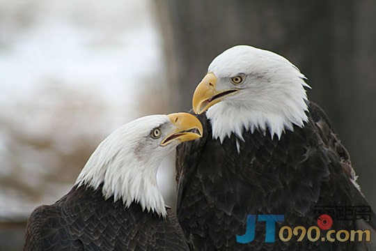 45e6_206-birds.jpg