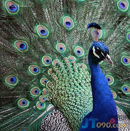 75dd_242-birds.jpg