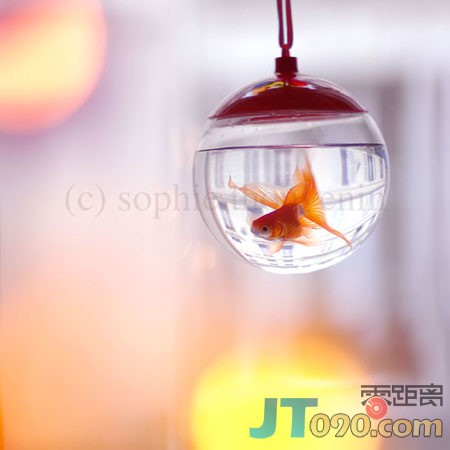 p_large_t4pa_208b000236622d0b.jpg