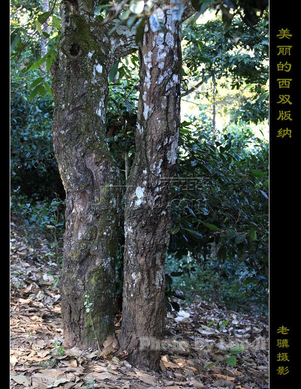 20100316_6bb93ebefe650da6db20syLO9iDXsYb6.jpg