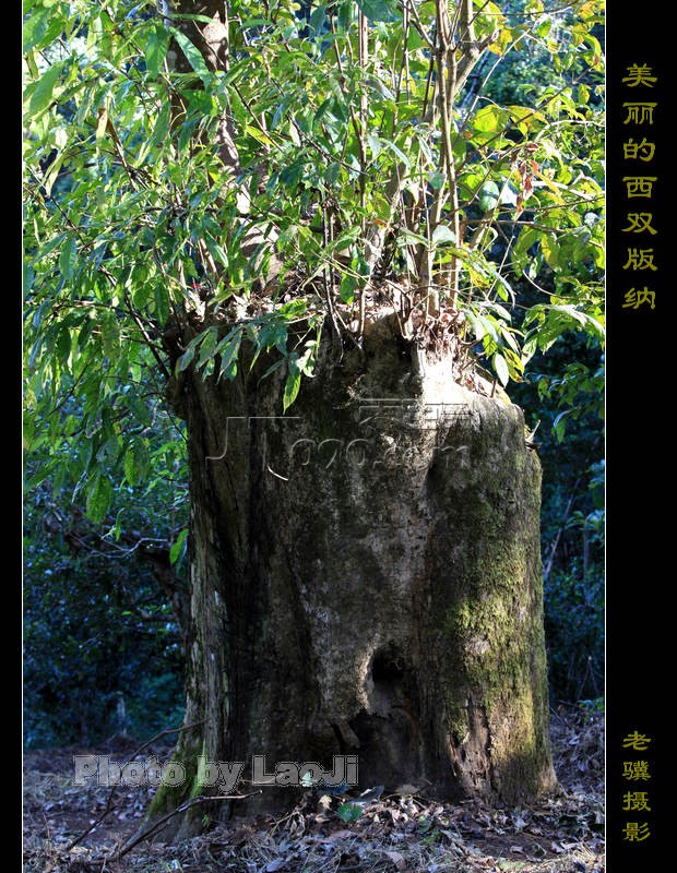 20100316_9c7c297efd68ae3037f2KzVpWC1qqVLo.jpg