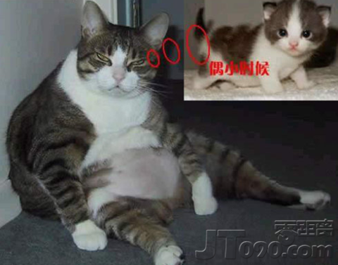 6927f719g8b50fd1fc3dc&690.png