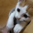 6927f719g8b5103648611&690.gif