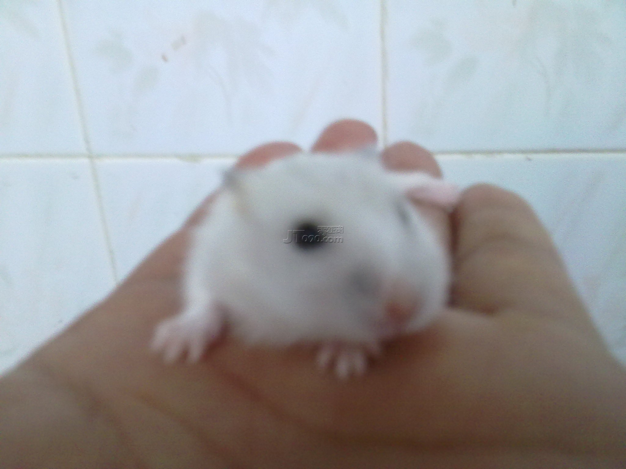 20110403096.jpg