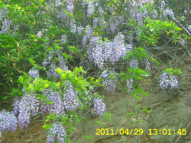 SA502753.JPG