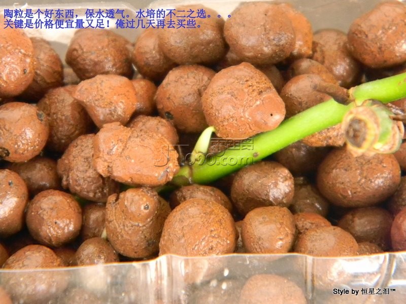 DSCN2736.JPG