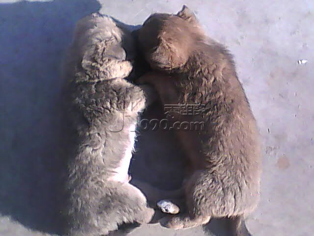 PIC_2933.jpg