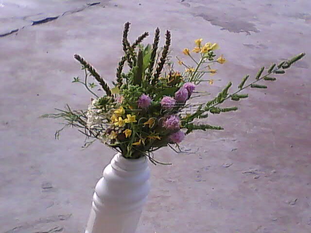 PIC_0631.jpg