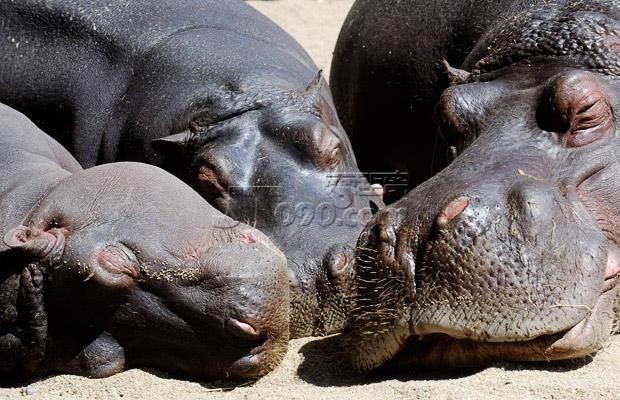 e8d5_8270_animals_101_24.jpg