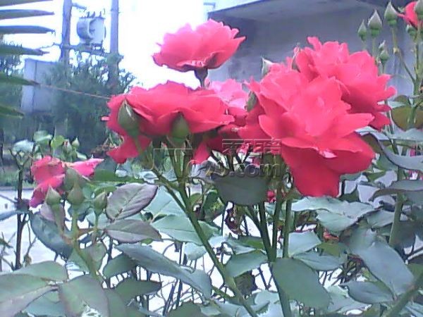 PIC_6004.jpg