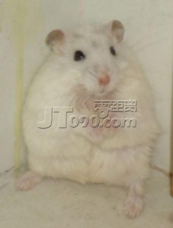 ż