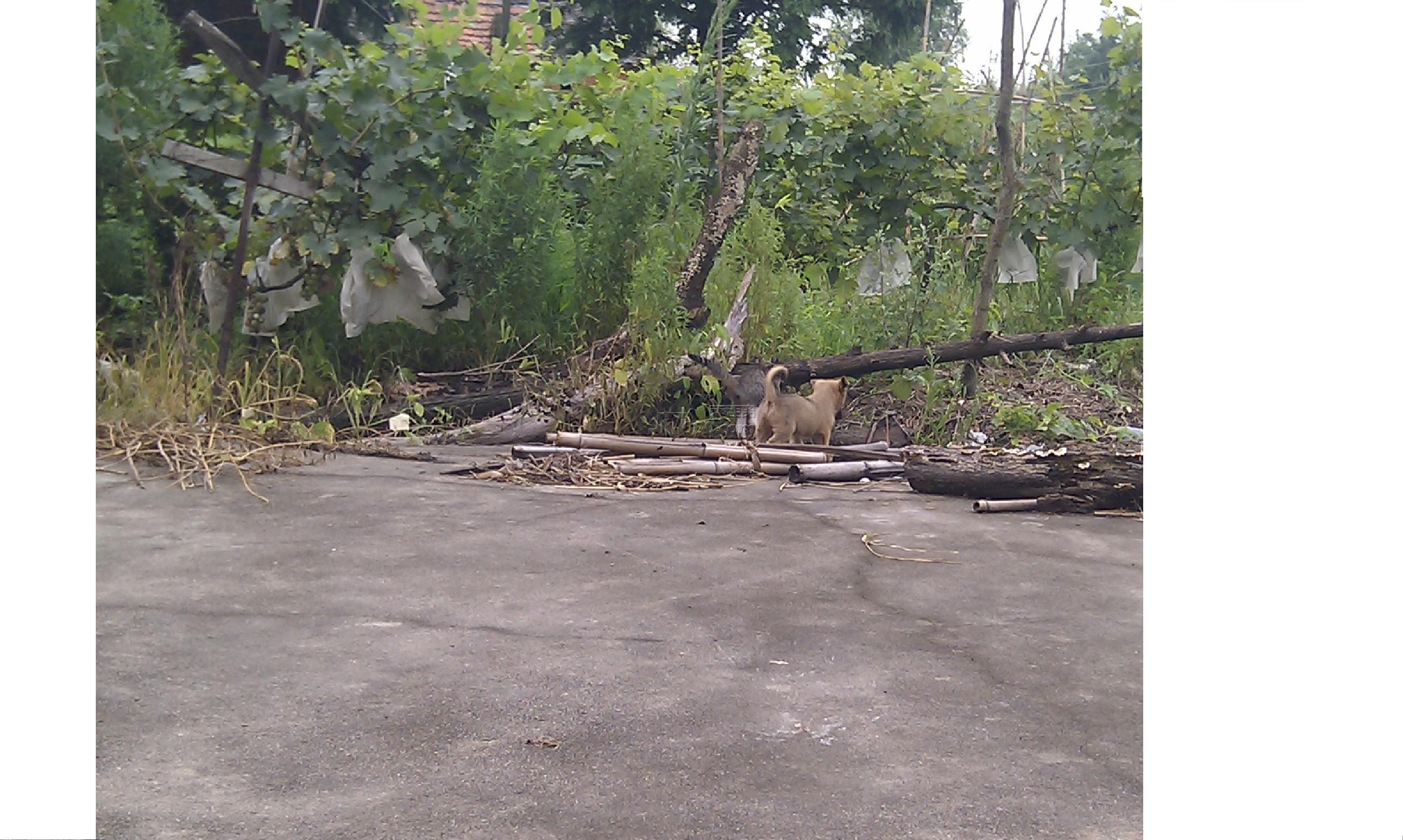 IMAG0088.jpg
