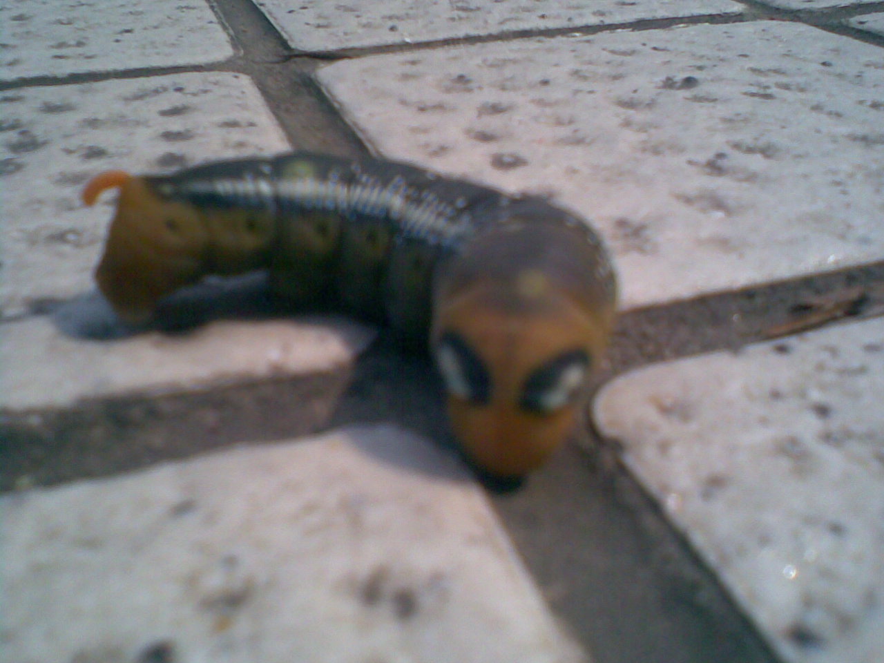 1209906120_33334.jpg