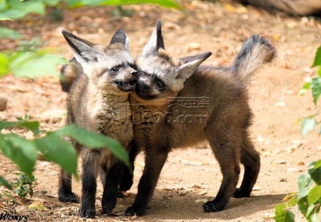 these_funny_animals_499_640_06.jpg