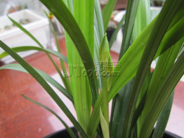 Ƭ 012.jpg