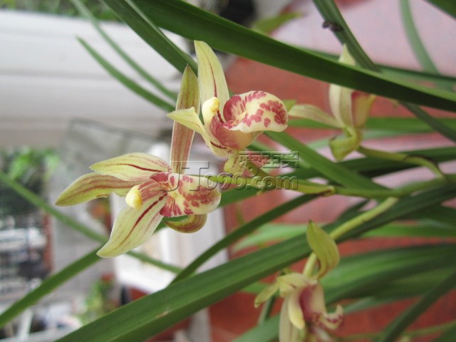Ƭ 010.jpg