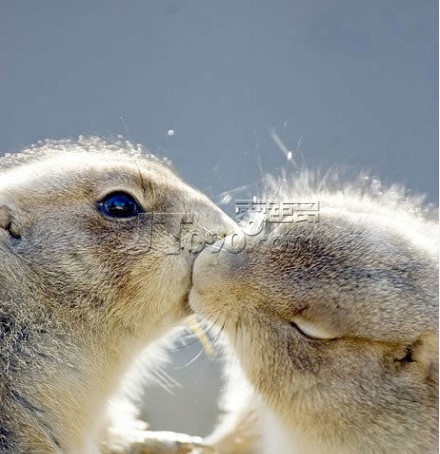 ֻkissұֻȻˡ.jpg