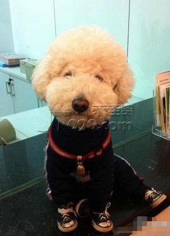 ȥаҵͻȻһͻһֻdogԹԣ쿴˺СЬ.jpg