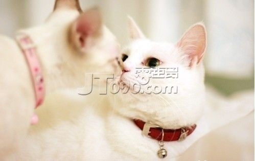 original_ZoT0_47d700002bd51266.jpg