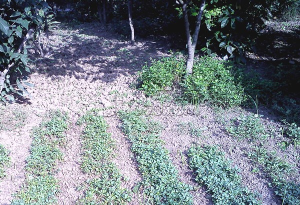 psds15734.jpg