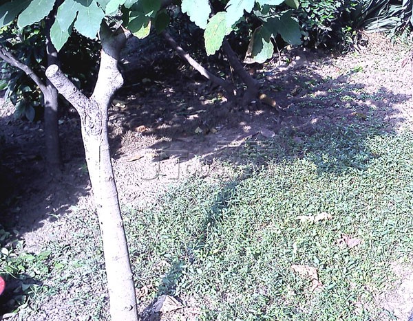 IMG0425.jpg