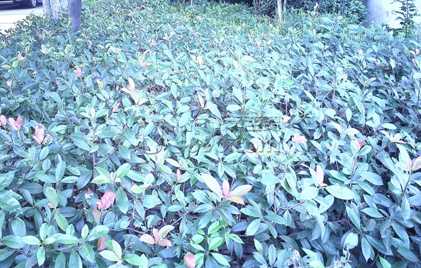 IMG0428.jpg
