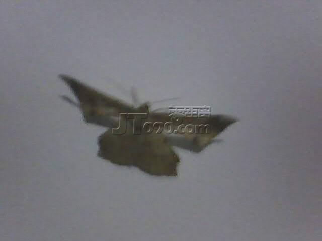 PIC_6887.jpg